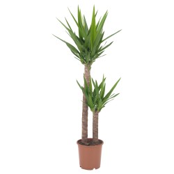 Yucca